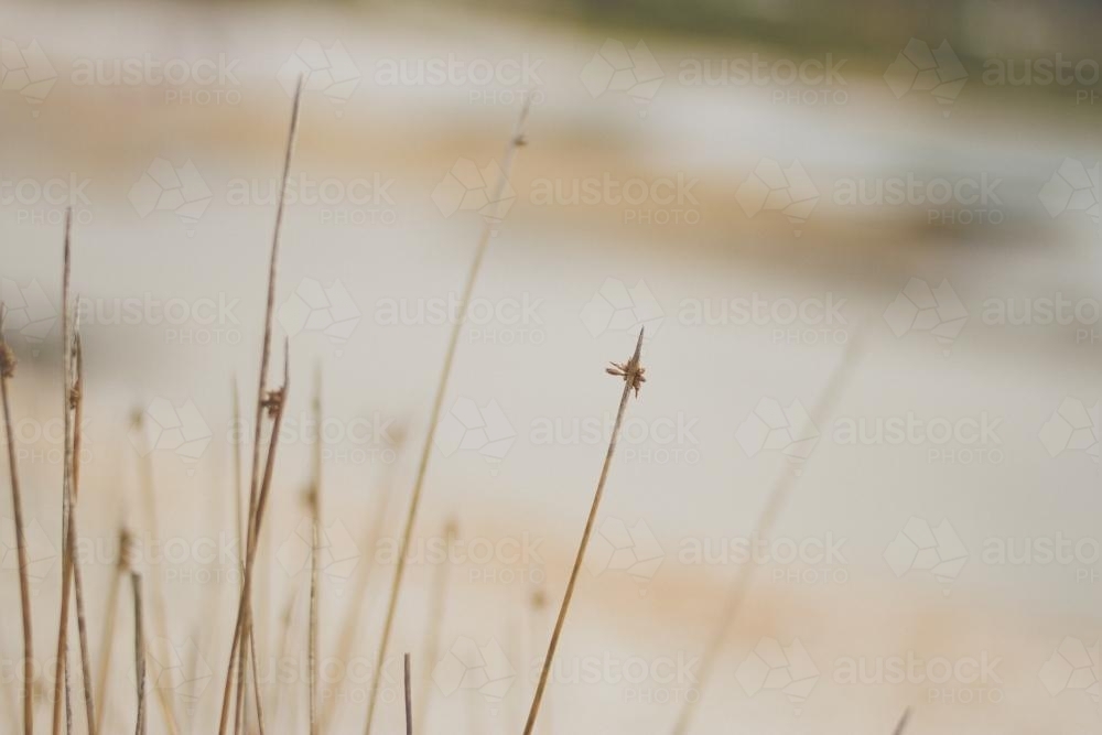 Grass at the beach - Australian Stock Image