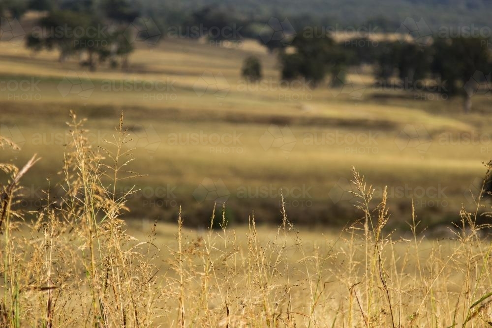 Grass growing tall by the side of the road - Australian Stock Image