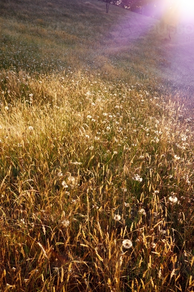 Grass in a Paddock at Dawn - Australian Stock Image