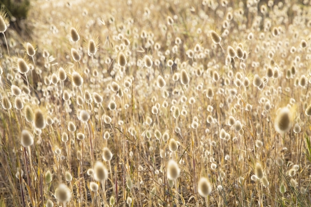 Grass seed heads backlit by sun - Australian Stock Image