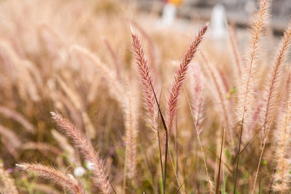 grass seed plants growing in Brisbane - Australian Stock Image