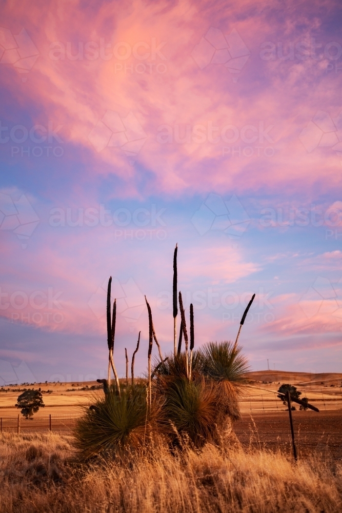 grass tree at sunset - Australian Stock Image