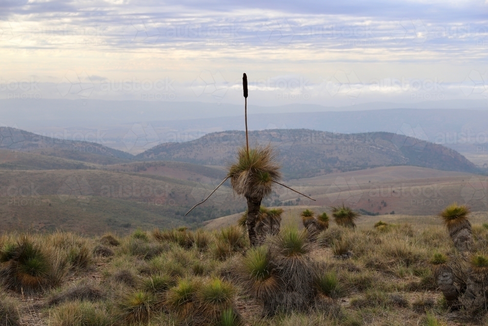 grass tree on a mountain top - Australian Stock Image