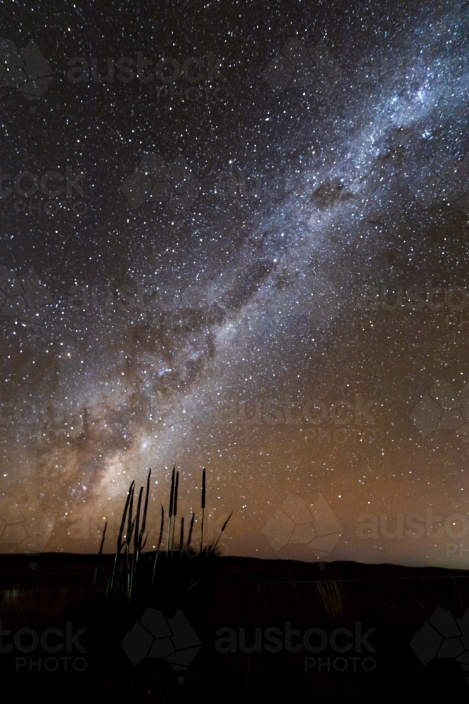 grass tree silhouette against Milky Way - Australian Stock Image