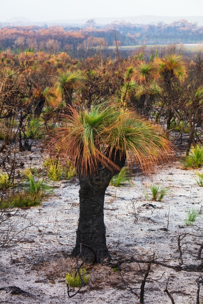 Grass Tree (Xanthorrhoea) After Fire - Australian Stock Image