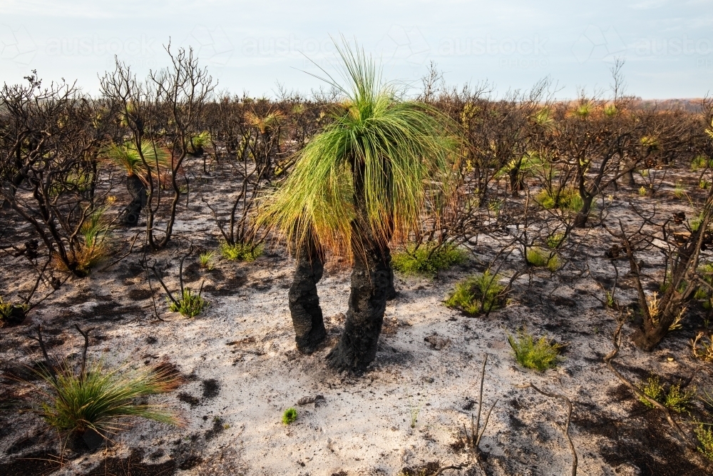 Grass Tree (Xanthorrhoea) After Fire - Australian Stock Image