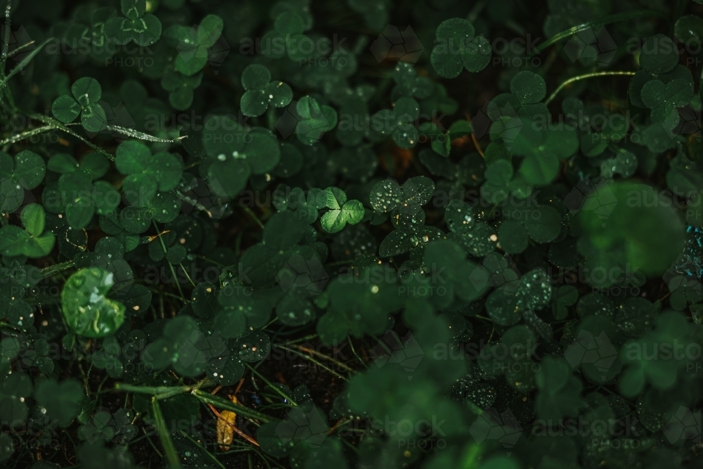 Grass with rain drops - Australian Stock Image