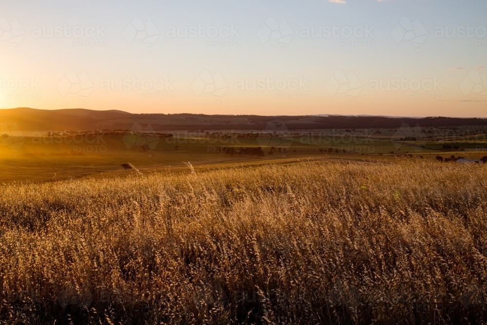 grasses backlit by setting sun - Australian Stock Image