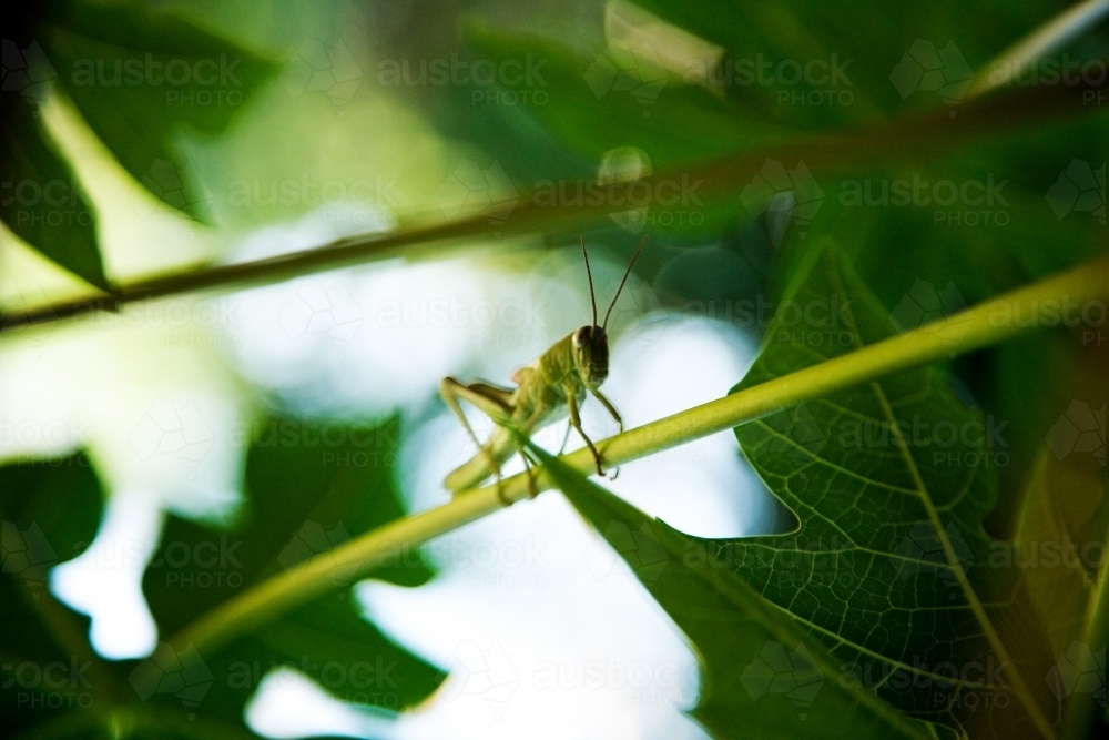 Grasshopper sitting on the stem of a leaf - Australian Stock Image