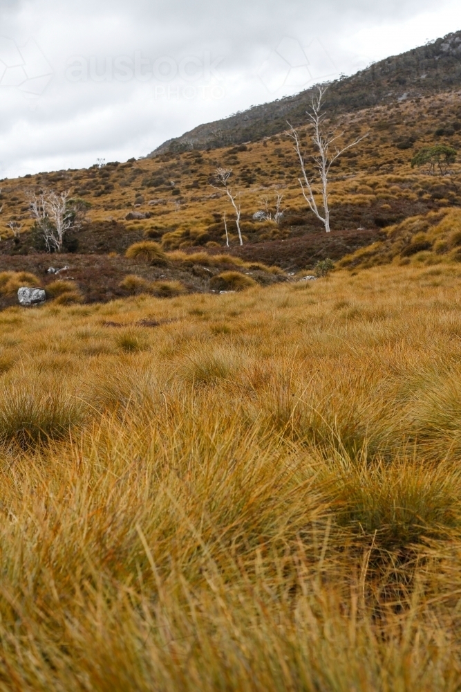 Grassy mountainside at Cradle Mountain National Park - Australian Stock Image