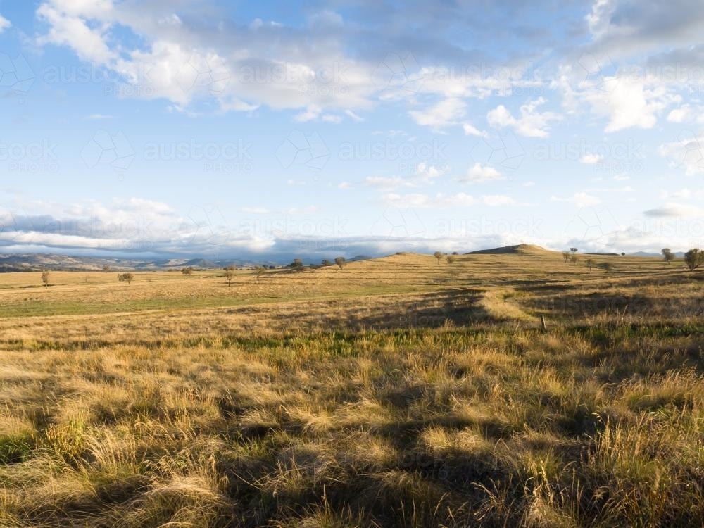 Grassy rural landscape - Australian Stock Image