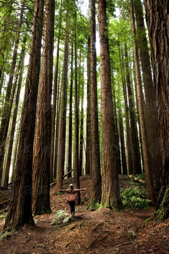 Great Ocean Road Redwood Forest - Australian Stock Image