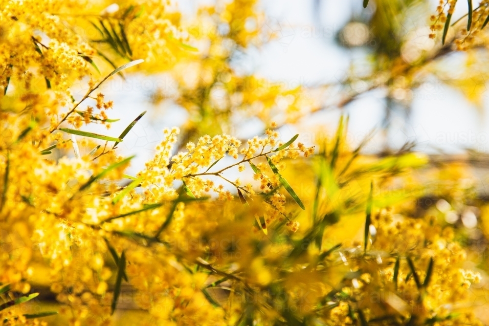 green and gold wattle - Australian Stock Image