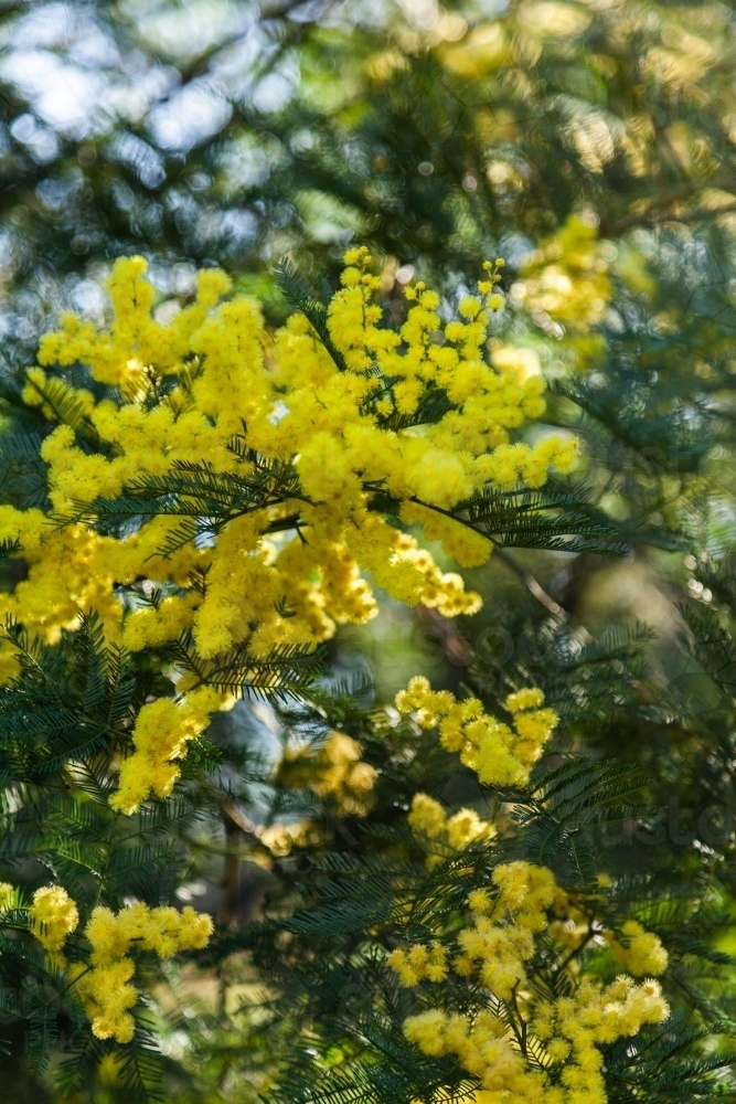 Green and gold wattle flowers in bushland - Australian Stock Image