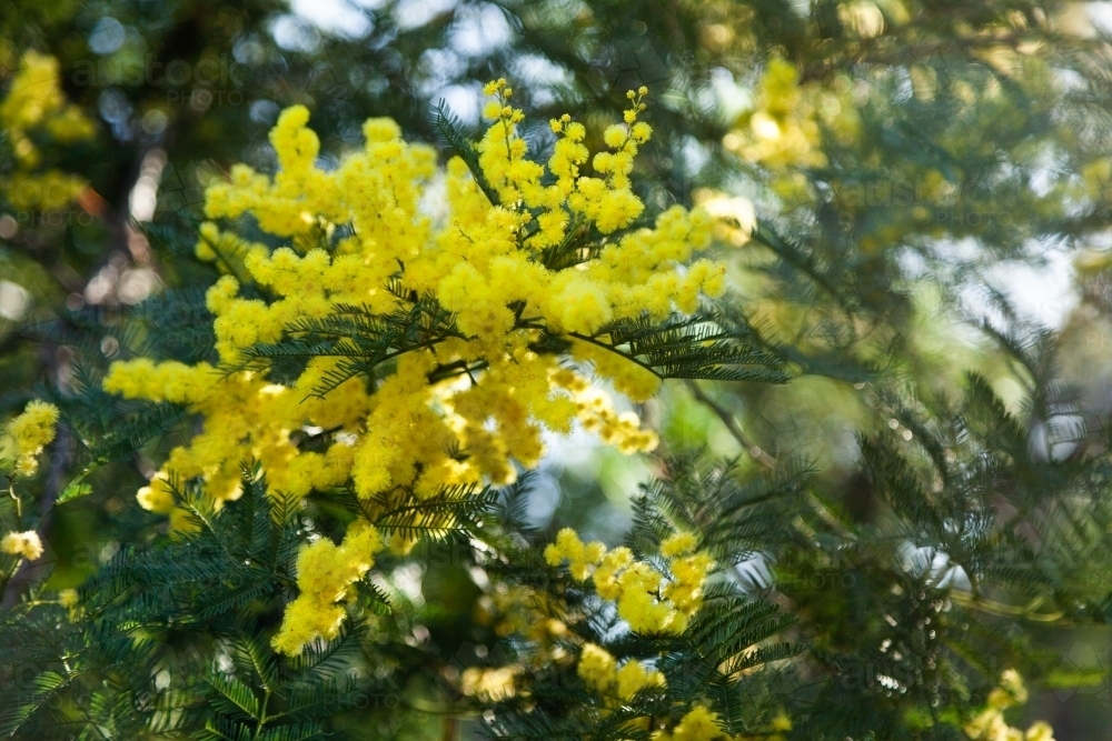 Image of Green and gold wattle flowers in bushland - Austockphoto