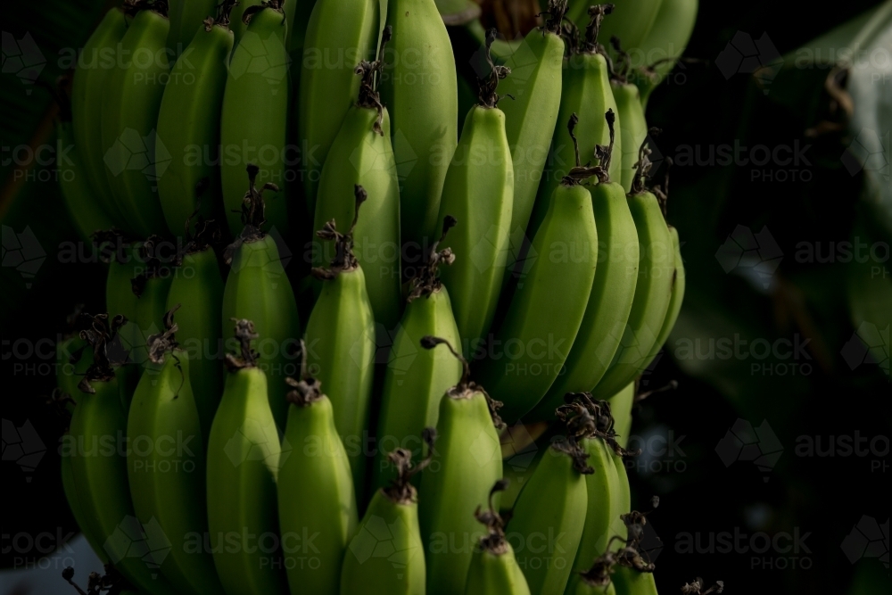 Green bananas growing in a bunch - Australian Stock Image