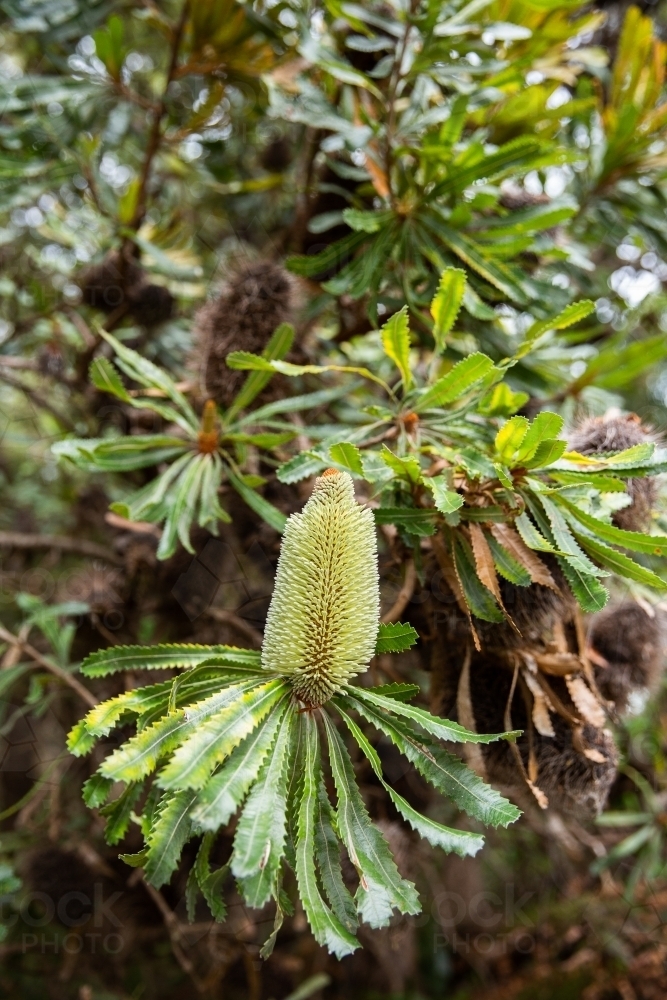 green banksia flower in a plant with dried banksia flowers - Australian Stock Image