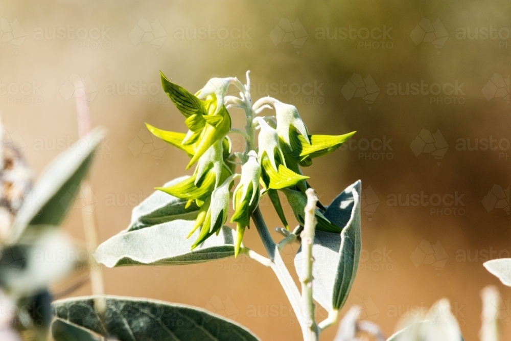 Green birdflower against blurred background - Australian Stock Image