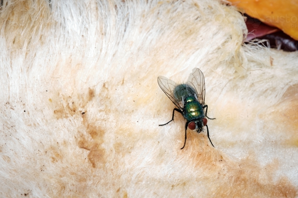 Green Bottle Fly Feeding on Mango Pip - Australian Stock Image