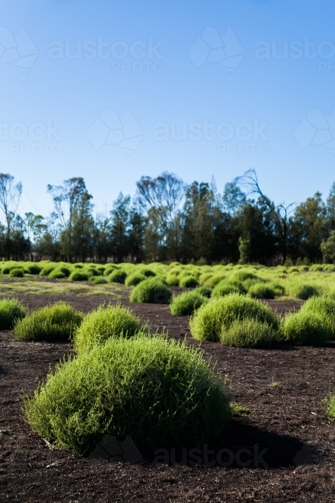 Black roly poly bushy plants growing in paddock - Australian Stock Image