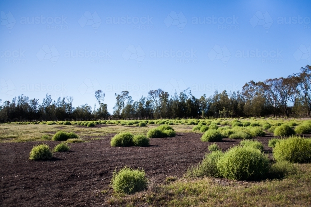 Black roly poly bushy plants growing in paddock - Australian Stock Image