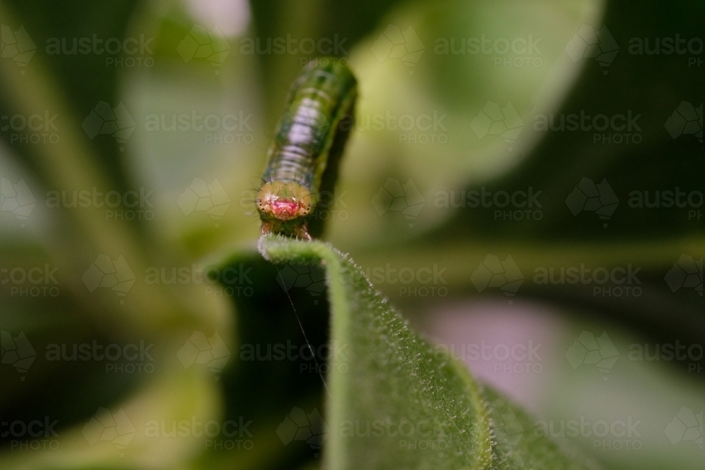 Green Caterpillar - Australian Stock Image