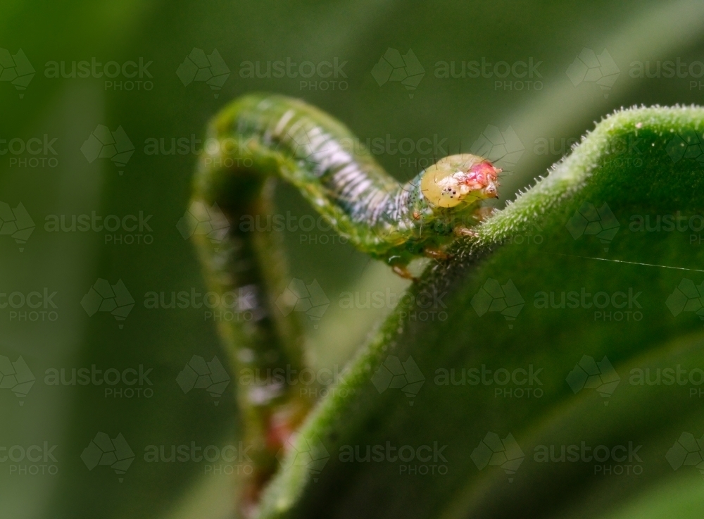 Green Caterpillar Crawling up Leaf - Australian Stock Image
