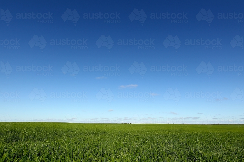 Green cereal crop and blue sky - Australian Stock Image