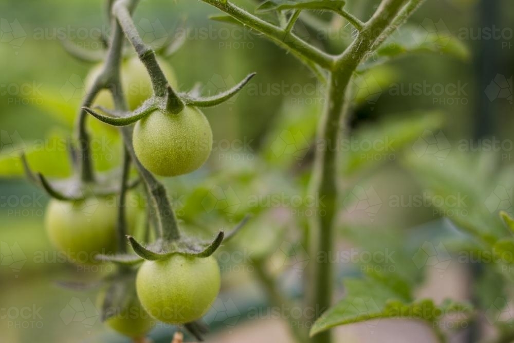 Green cherry tomatoes growing in backyard vegetable garden - Australian Stock Image