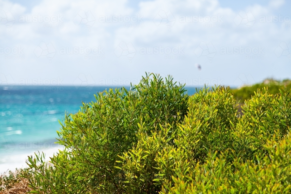 Green coastal plants growing on coastal sand dunes backlit by summer light - Australian Stock Image