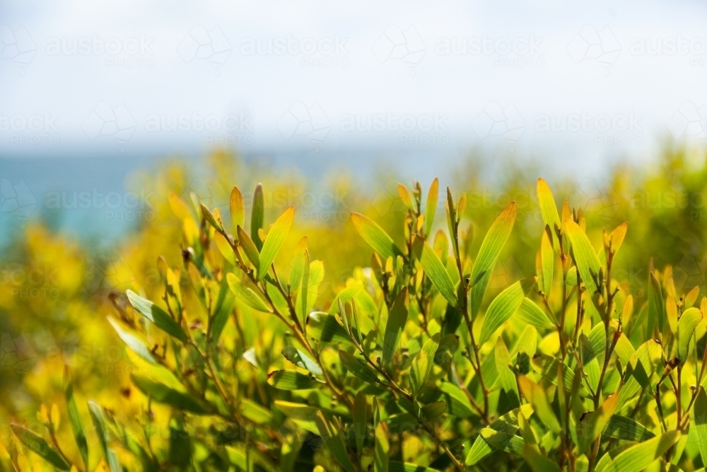 Green coastal plants growing on coastal sand dunes backlit by summer light - Australian Stock Image