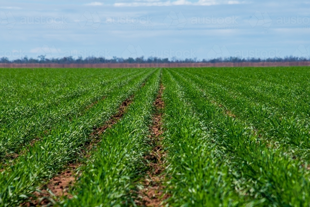 green crop of wheat growing in flat farm paddock - Australian Stock Image