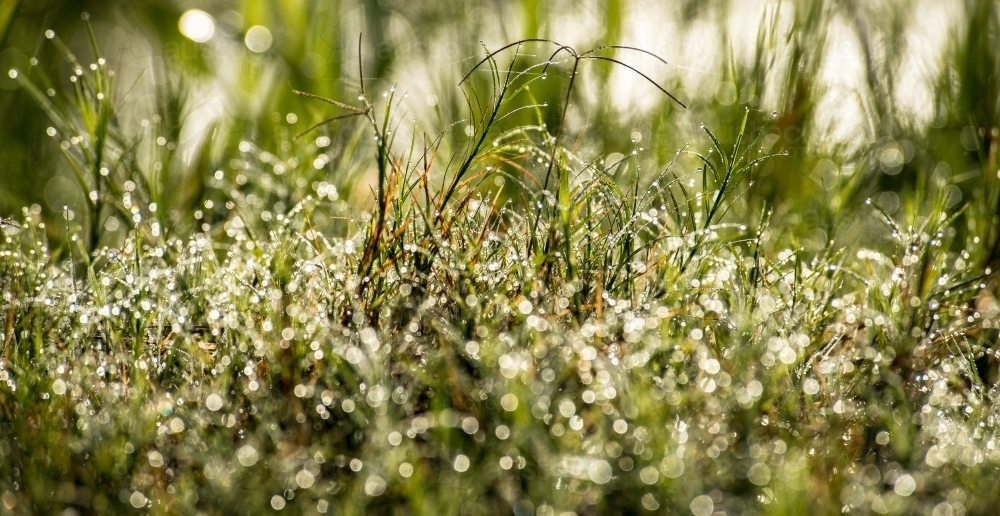 Green dew covered grass sparkling in sunlight - Australian Stock Image