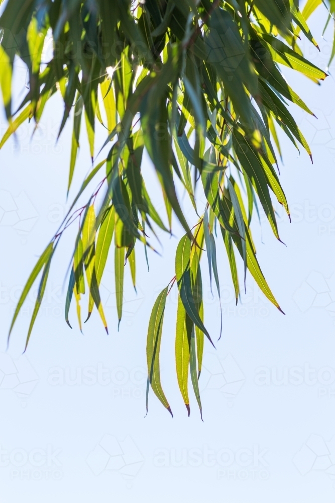 Green eucalyptus leaves against blue sky - Australian Stock Image