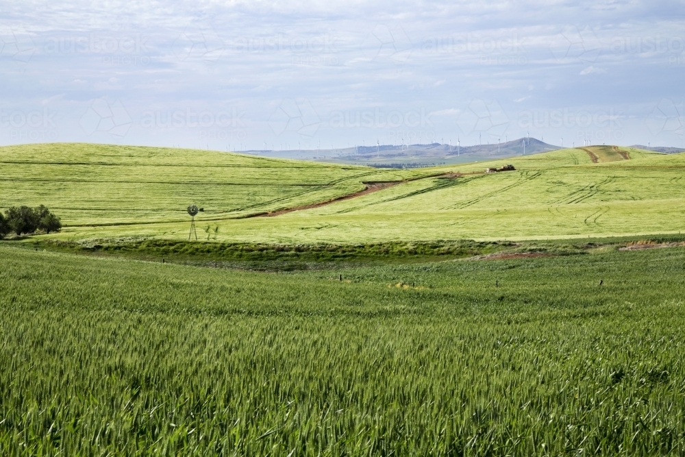 Green fields of wheat and barley with windmill in rolling hills - Australian Stock Image