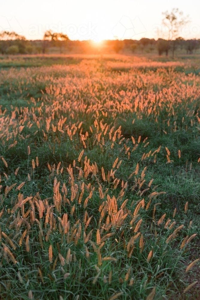 Green Grass at Sunset - Australian Stock Image