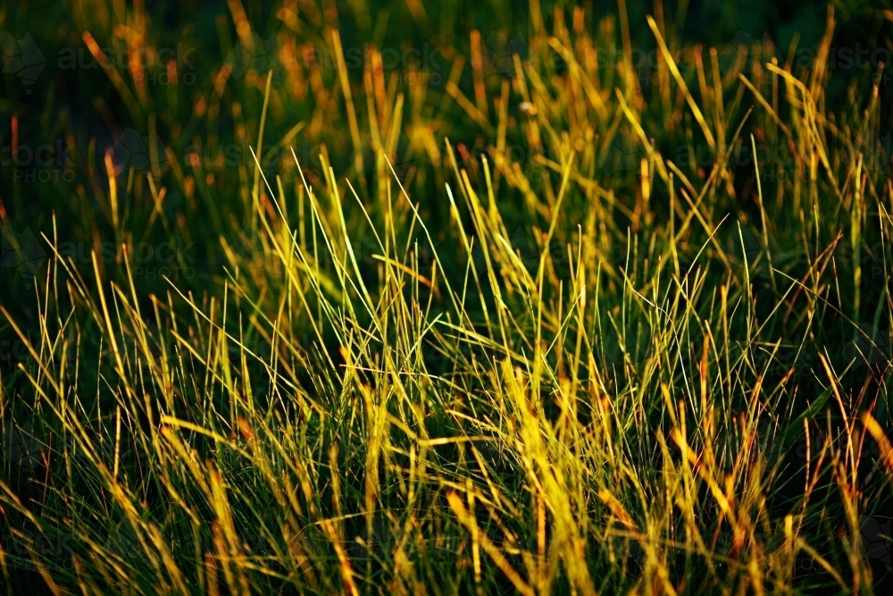 Green grass glowing golden in setting sunlight - Australian Stock Image