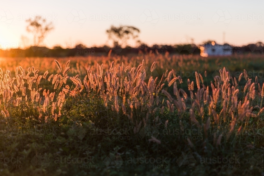 Green Grass with Golden Light at Sunset - Australian Stock Image