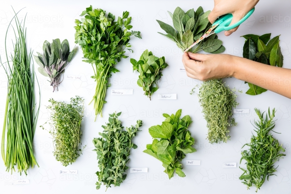 Green herbs - Australian Stock Image