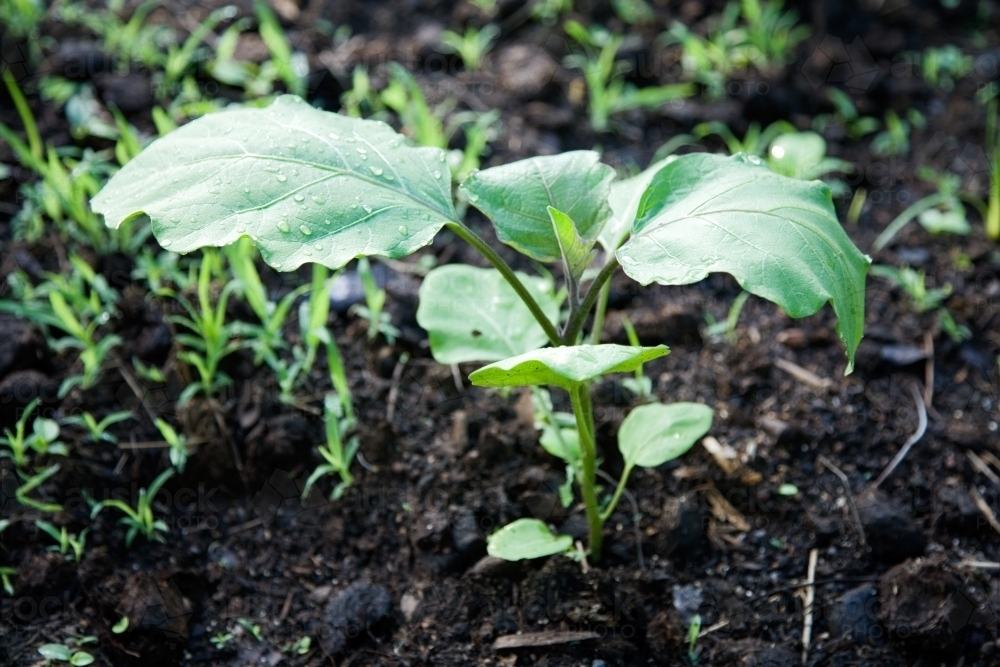 Green leafy shoots growing out of dirt - Australian Stock Image