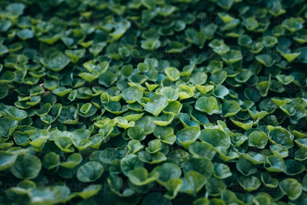 Green leaves natural background - Australian Stock Image