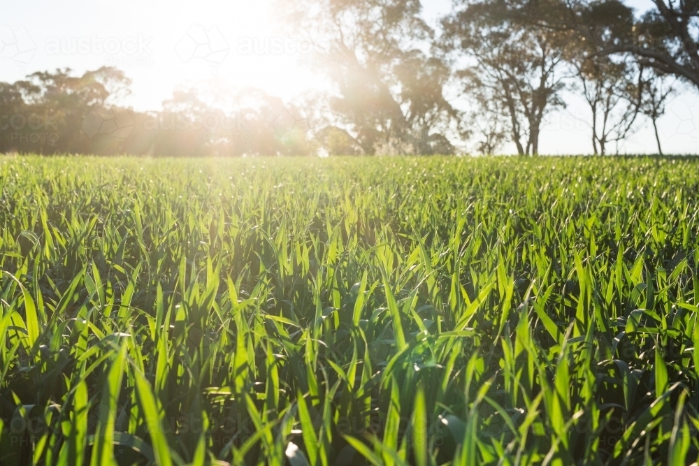 Green leaves of a wheat crop with sun flare - Australian Stock Image