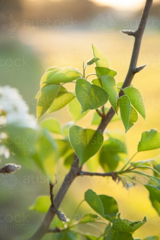 Green leaves of an ornamental pear bush in spring - Australian Stock Image