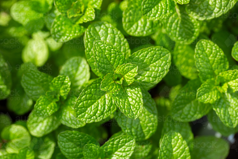 Green mint leaves growing in lush garden - Australian Stock Image