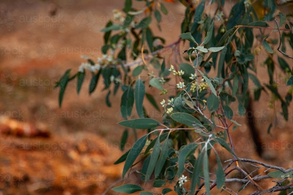 Green native gum tree leaves hanging down - Australian Stock Image