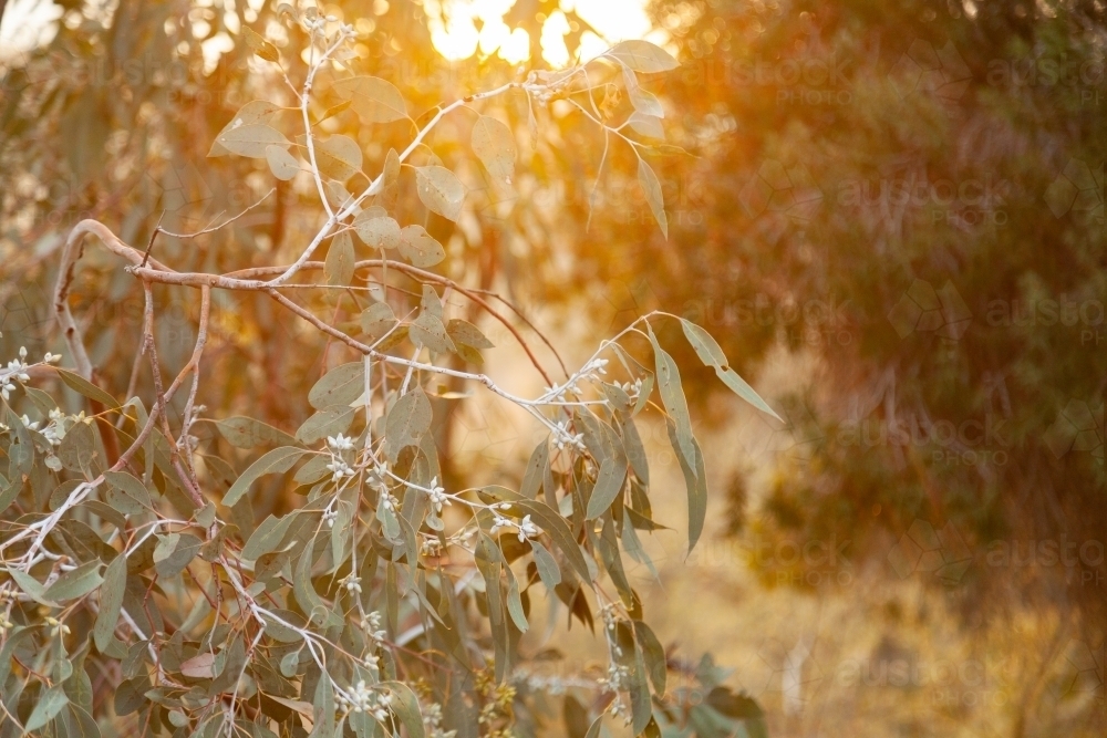 Green native gum tree leaves hanging down - Australian Stock Image