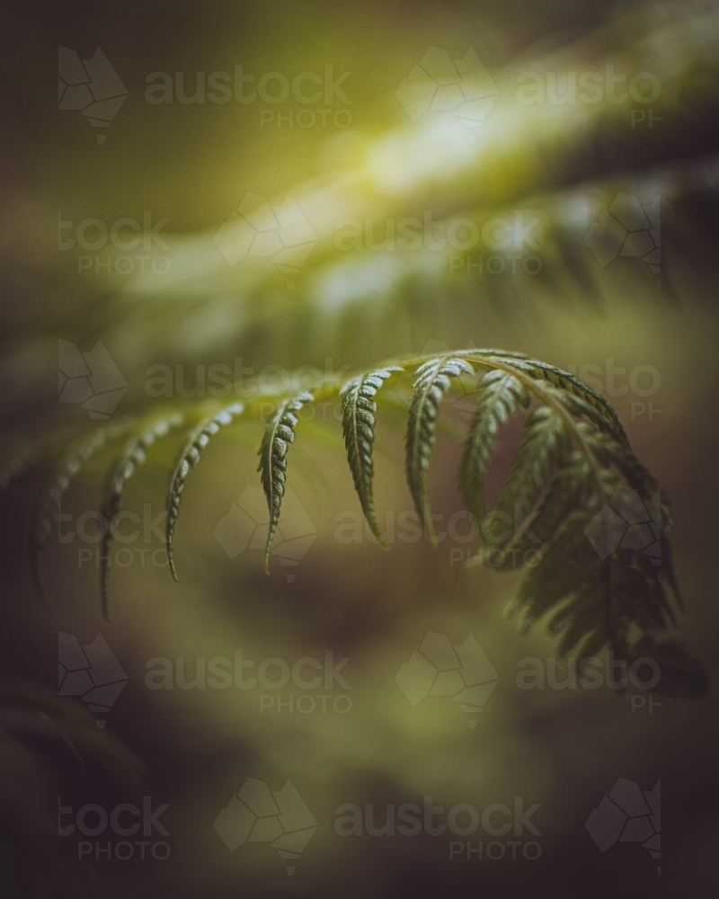 Green Otway Ferns - Australian Stock Image