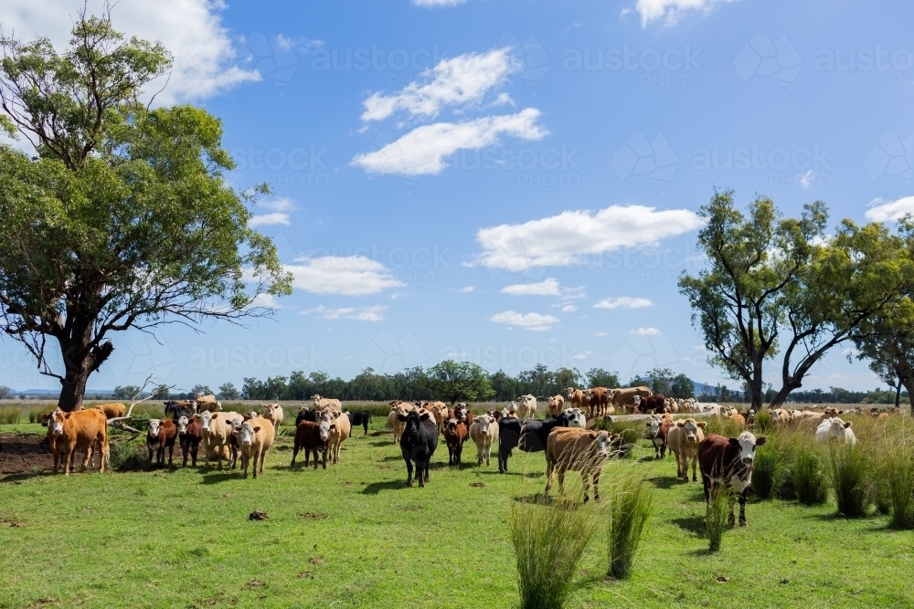 Green paddock landscape full of beef cattle under blue sky with puffy clouds on australian farm - Australian Stock Image