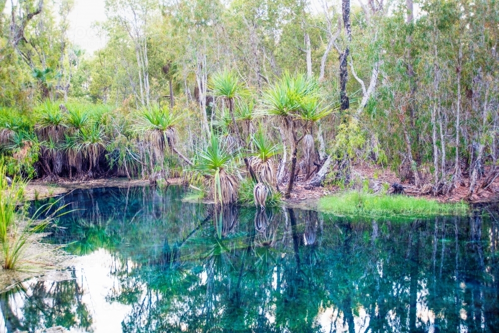 Green palm trees in the hot springs of Northern Territory - Australian Stock Image