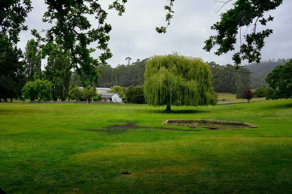 Green park with willow tree on overcast day in Port Arthur - Australian Stock Image